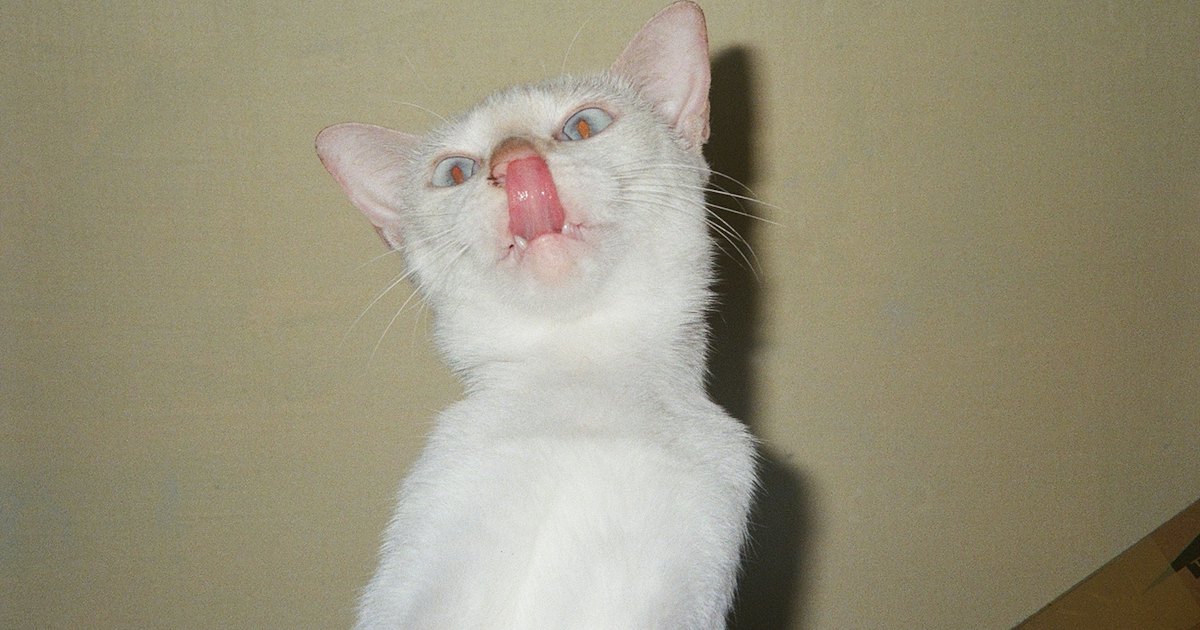 Playful white cat with tongue out