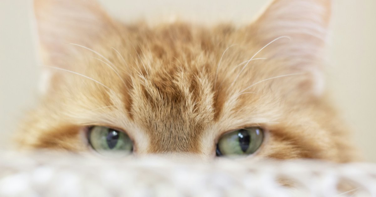 Orange tabby cat lying on white textile