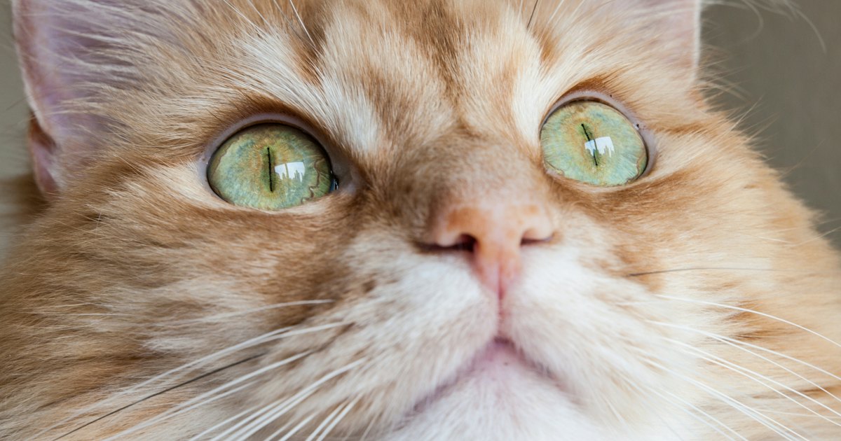 Orange cat with striking wide green eyes