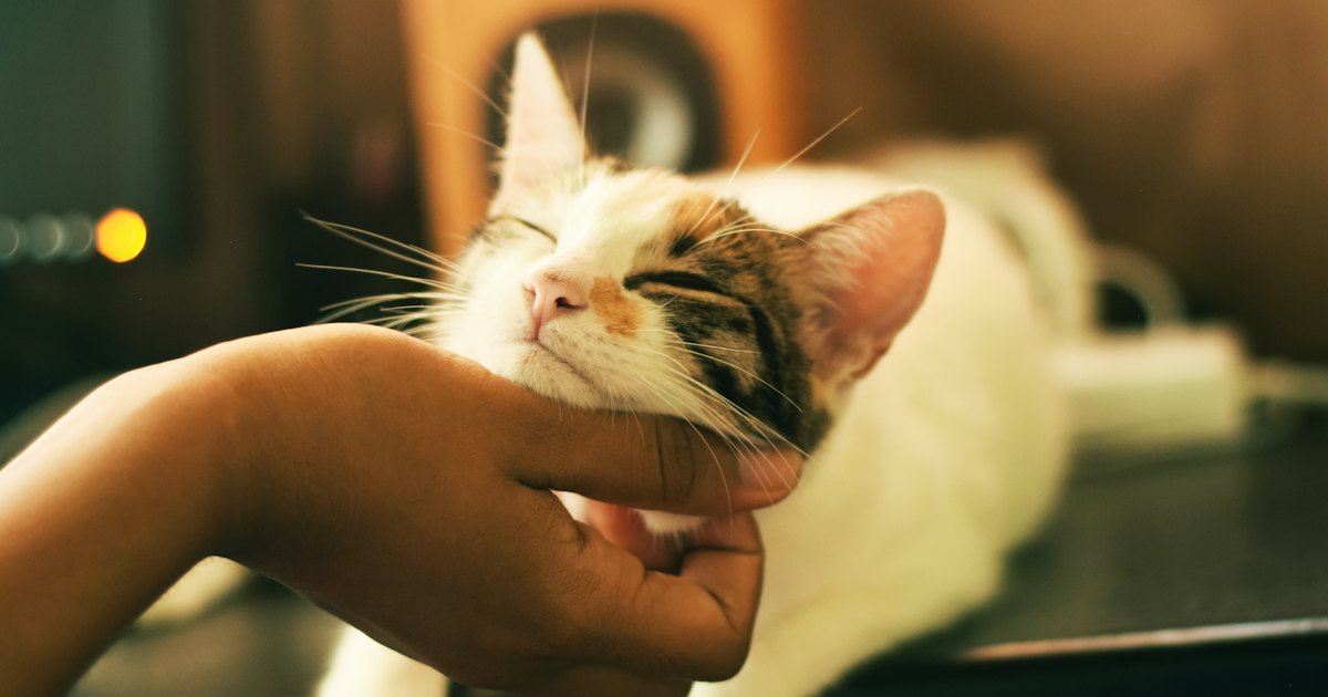 White and brown cat in close-up with blurred background