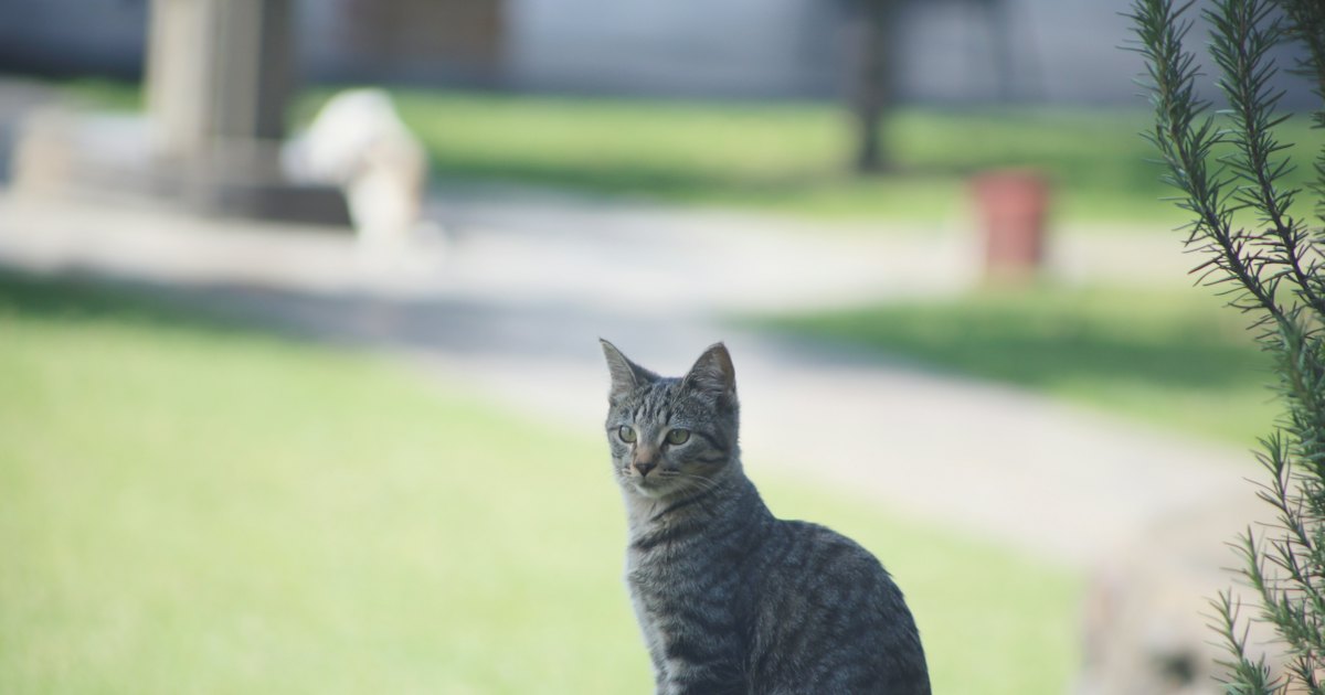 Tabby cat sitting outdoors on a sunny day