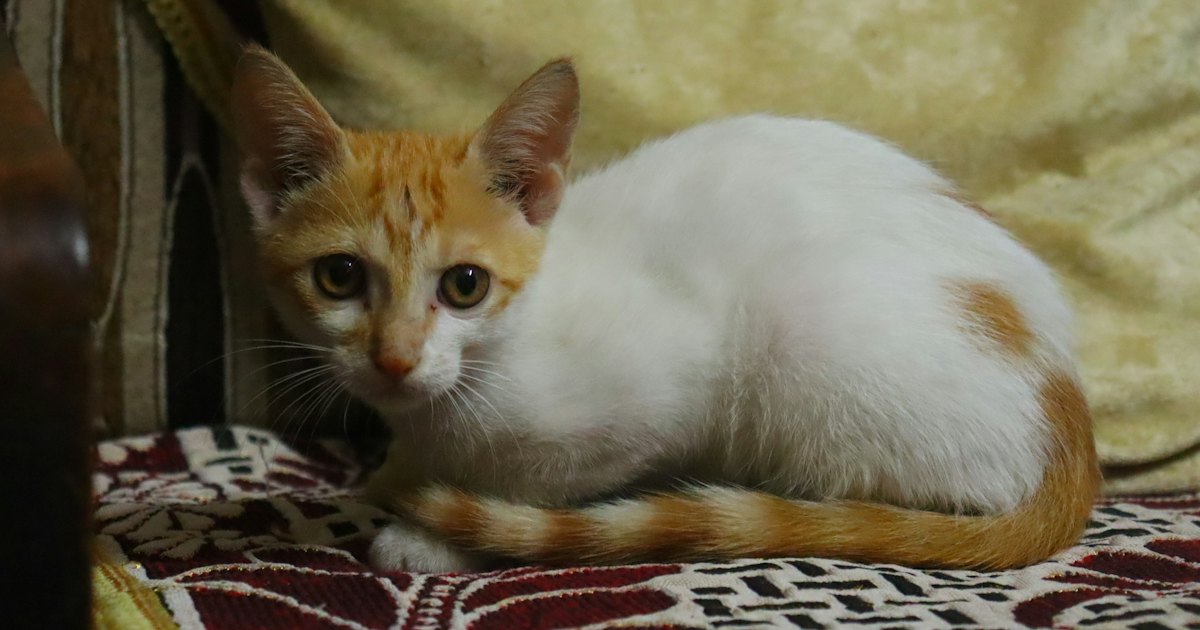 White and orange kitten lying on a patterned couch